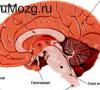 Борозды и извилины головного мозга верхнелатеральная поверхность