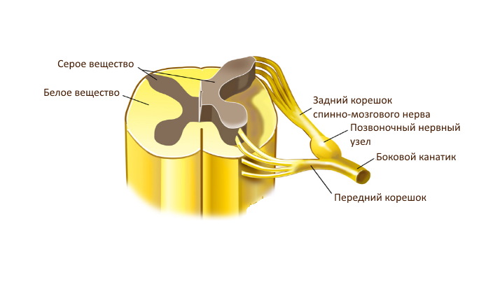 Миелит это. Острый инфекционный миелит профилактика. Миелиты классификация неврология. Острый поперечный миелит спинного мозга. Воспаление спинного мозга.